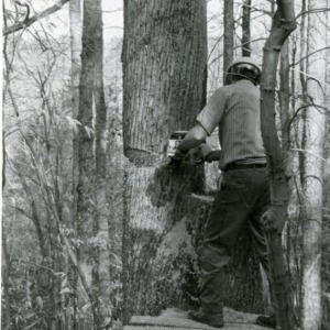 Man cutting down tree