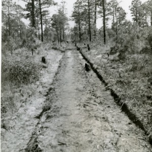 Dirt road, Hofmann Forests
