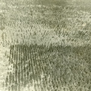 Aerial view of Hofmann Forests