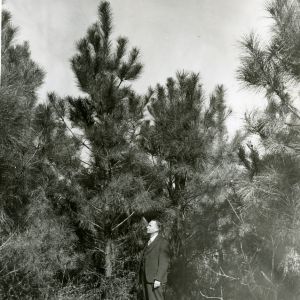 Dr. J.V. Hofmann, Hofmann Forests