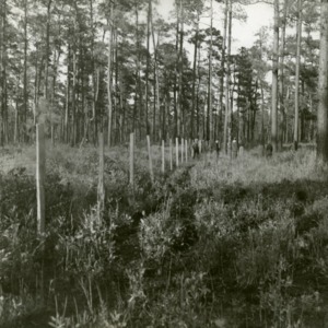 Experimental cattle plot, Hofmann Forest