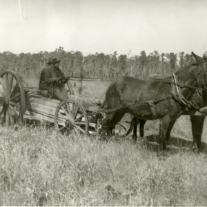 Mule drawn wagon