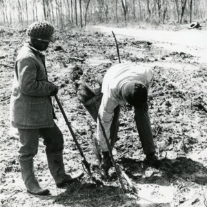 Planting trees in Hofmann Forest