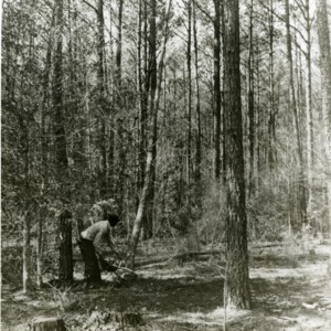 Felling trees, Hofmann Forest