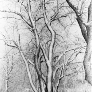 Hill, Hofmann, or Schenck Forests in winter