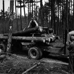 Logging at Bladen Lakes State Forest