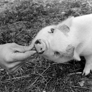 Feeding a small pig