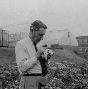 Stanley G. Stephens, professor of Genetics, with cotton