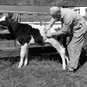 Dr. George H. Wise with Cow