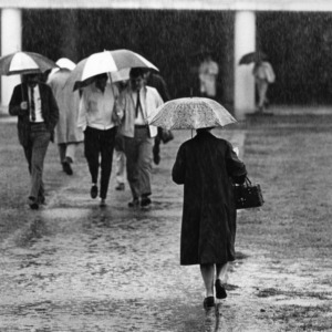 Students with umbrellas walking to class in the rain