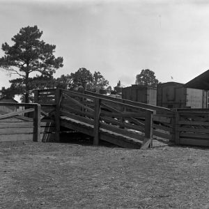 Cattle loading ramp
