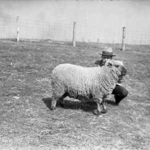 Man with sheep