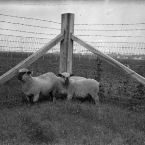 Sheep in pen