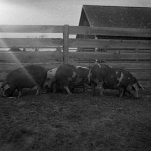 Swine in farm yard