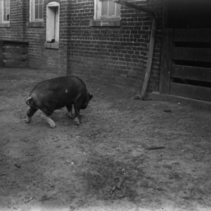 Swine in farm yard