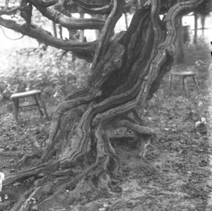 Grape - Scuppernong - old vine on Roanoke Island - 1908 - F. C. R. (38) - Grape Study - Set #17 :: Grapes :: Agriculture