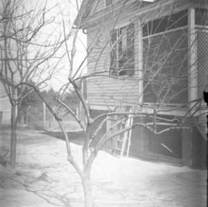Plum - 24 February 1921 - Original tree at W. F. Marshall, Hillcrest St., West Raleigh, North Carolina - #1 time 1/5 sec., stop 22, bright day, 2PM - Grape Study - Set #17