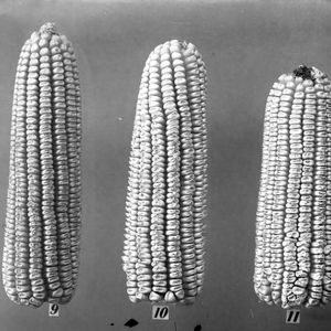 Types of ears - 6 July 1906 - 9 Butler's Prolific, 10 Square Deal, 11 Brakes - Central Farm Corn
