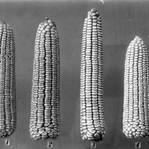 Types of ears 7 July 1906 - 1 Cocke's Prolific, 2 Weekley's Improved, 3 Shellems Prolific, 4 Biggs Prolific (or Seven Ear) - Central Farm Corn