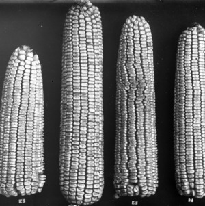 Types of ears 23 April 1907 - 4 Southern Beauty, 5 Eureka, 6 Mosby's Prolific, 7 Sander's Improved - Central Farm Corn