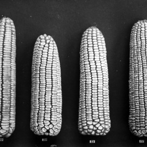 Different types of corn