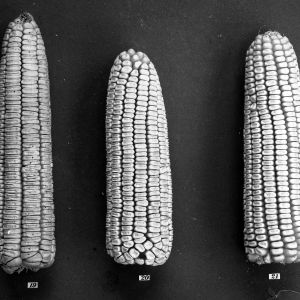 Types of ears 23 April 1907 - 19 Hickory King (Tenn.), 20 American Queen, 21 Parker's Cocke's Prolific - Central Farm Corn