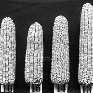 Types of ears 29 July 1909 - 13 Wright's Improved, 14 Jones' White, 15 Columbial Farm Corn
