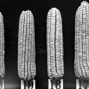 Types of ears 29 July 1909 - 17 MacAuley's White Dent, 18 Hickory King (Va.), 19 Jackson's White Cap Prolific, 20 Sharber's - Central Farm Corn