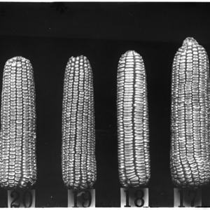 Types of ears 29 July 1909 - 17 MacAuley's White Dent, 18 Hickory King (Va.), 19 Jackson's White Cap Prolific, 20 Sharber's - Central Farm Corn