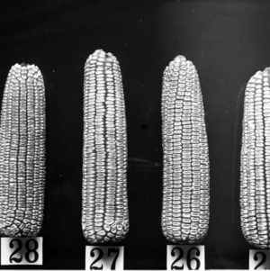 Types of ears 29 July 1909 - 25 Brakes, 26 Biggs Seven Ear, 27 Culpepper's Extra Prolific, 28 Dodson's Shoepeg Prolific - Central Farm Corn