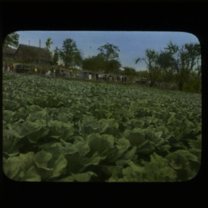 Field of good cabbage yield