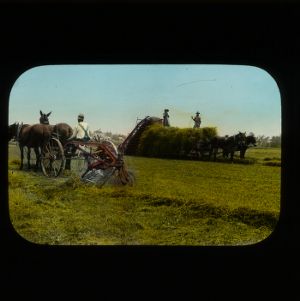 Harvesting Lespedeza hay with mule-drawn agricultural equipment