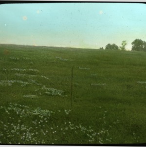 Field with flowers and stalk