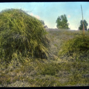 Two haystacks in a field