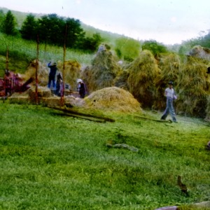 Group of people making haystacks