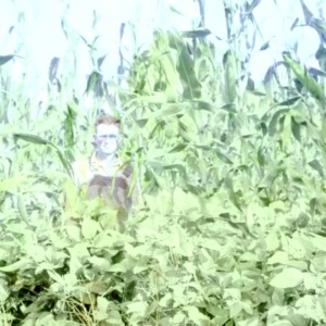 Man in a cornfield