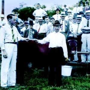 Group of people in stands with two men and a cow in the front