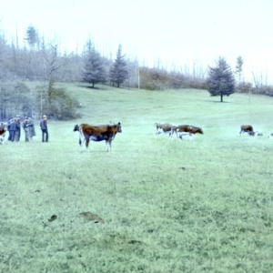 Good pasture for milk cows