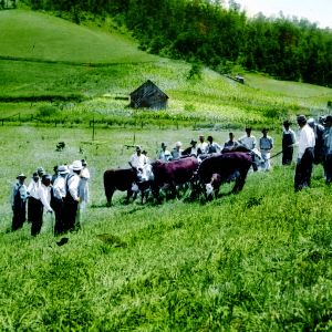 People and cows in a field in a hilly region