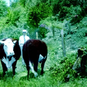 Man and two cows on a hillside