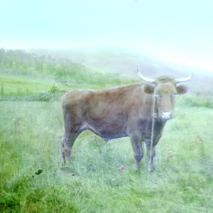 Bull in a field with mountain in the background