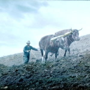 Man plowing a field with oxen