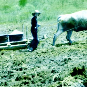 People working in a field with a sled pulled by an ox