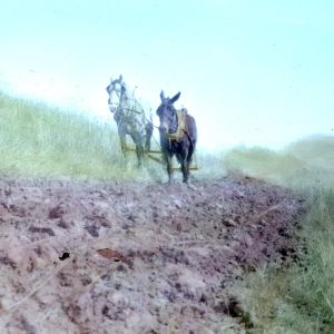 Horse and mule pulling a plow