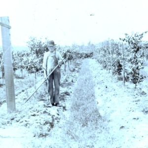 Grapevines and man