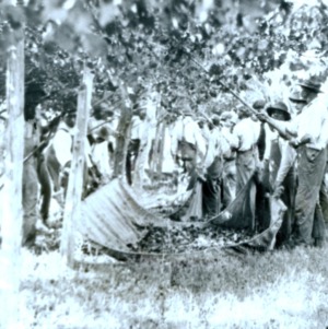 Group of people picking grapes