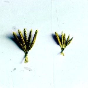 Wheat treated and untreated with phosphorus