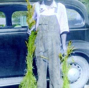 Man in front of a car holding two bundles of grass, orchard grass treated with phos. And untreated