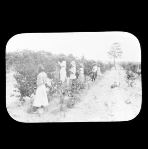 Women picking grapes