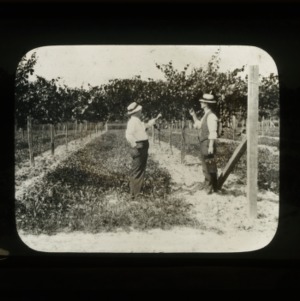 Two men standing in front of grapevines